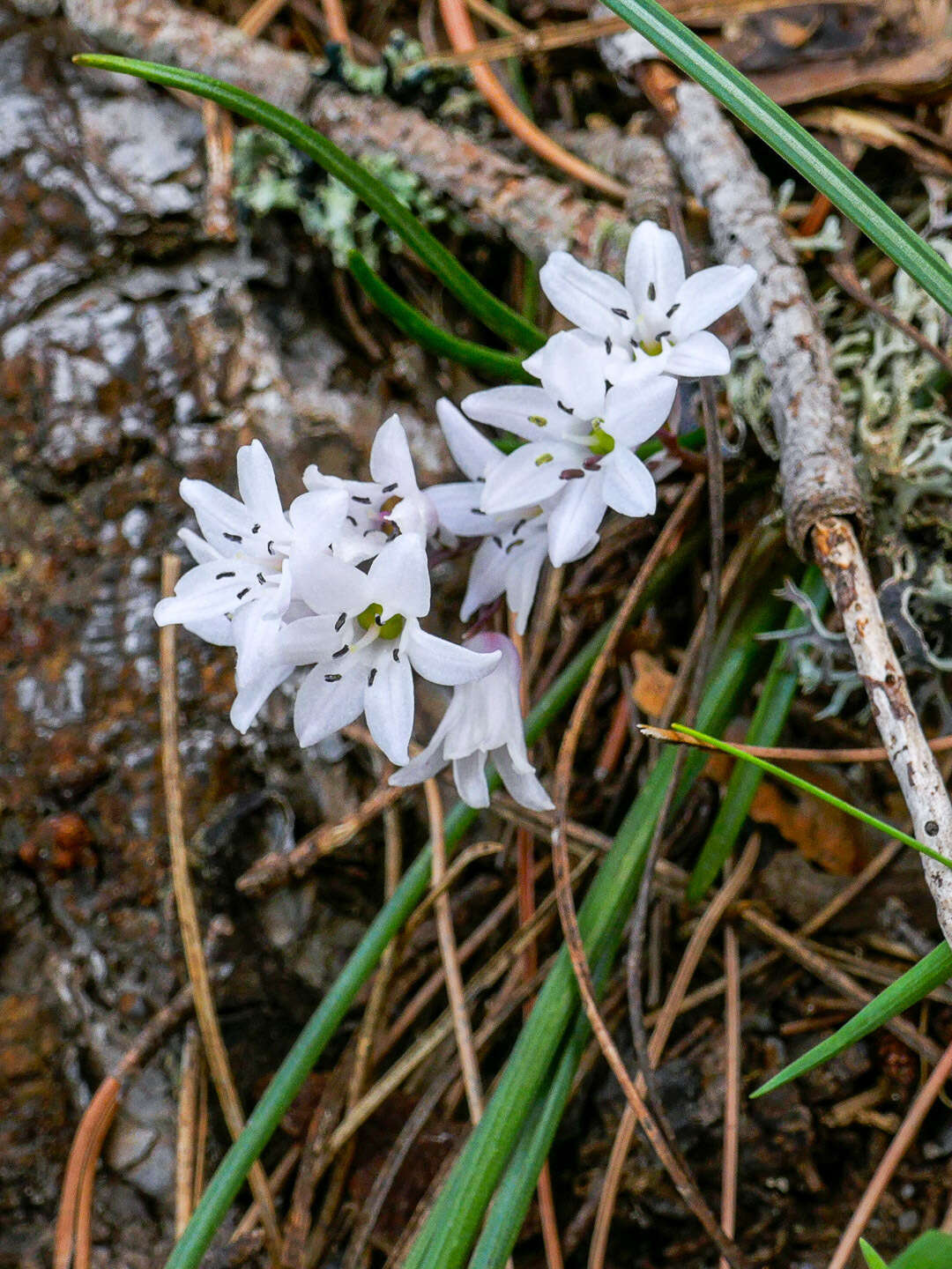 Image of Brimeura fastigiata (Viv.) Chouard