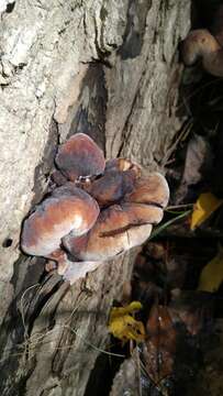 Image of Late fall polypore