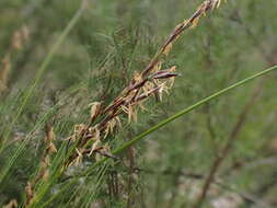 Image of Lepidosperma semiteres Boeckeler