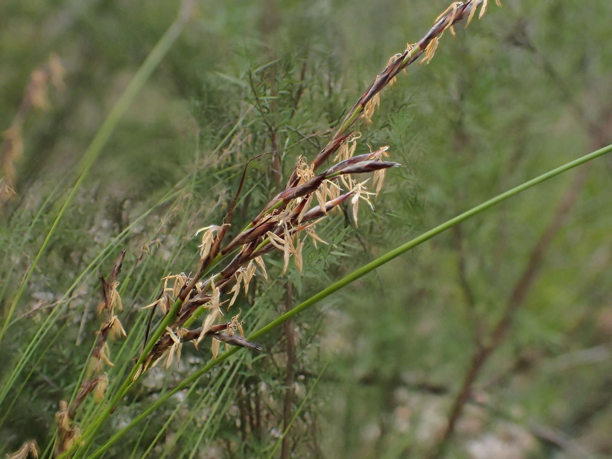 Image of Lepidosperma semiteres Boeckeler