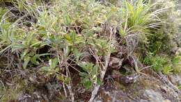 Image of Celmisia graminifolia Hook. fil.