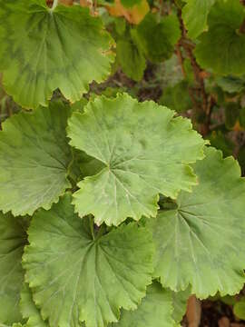 Image of horseshoe geranium