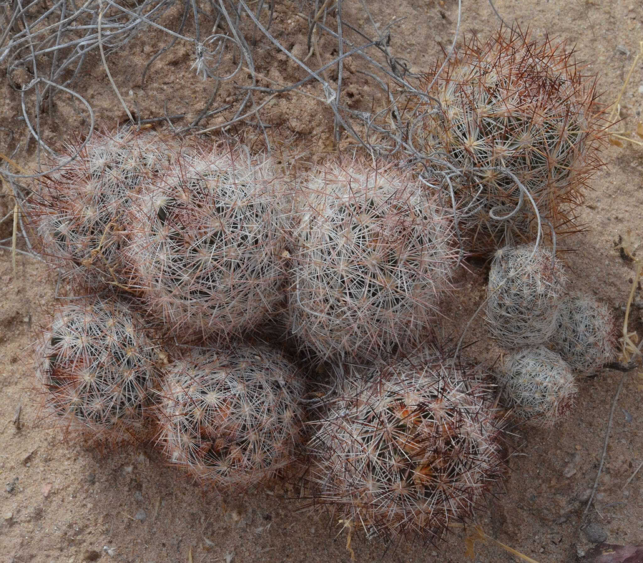 Image of Pincushion Cactus