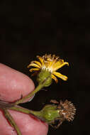 Image of Dendrophorbium vanillodorum (Cabrera) H. Beltran