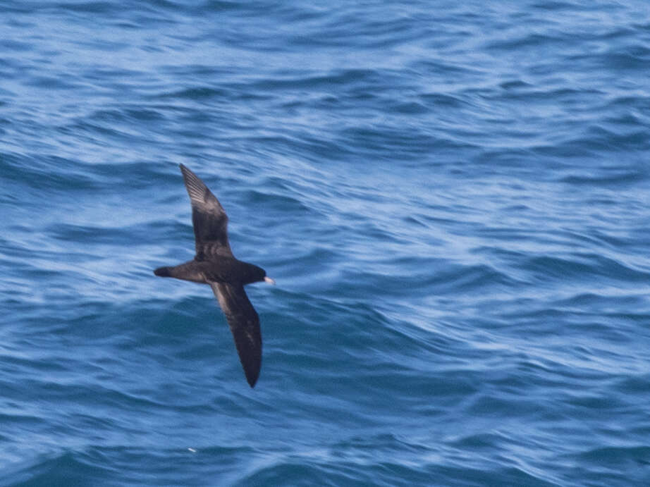 Image of Flesh-footed Shearwater