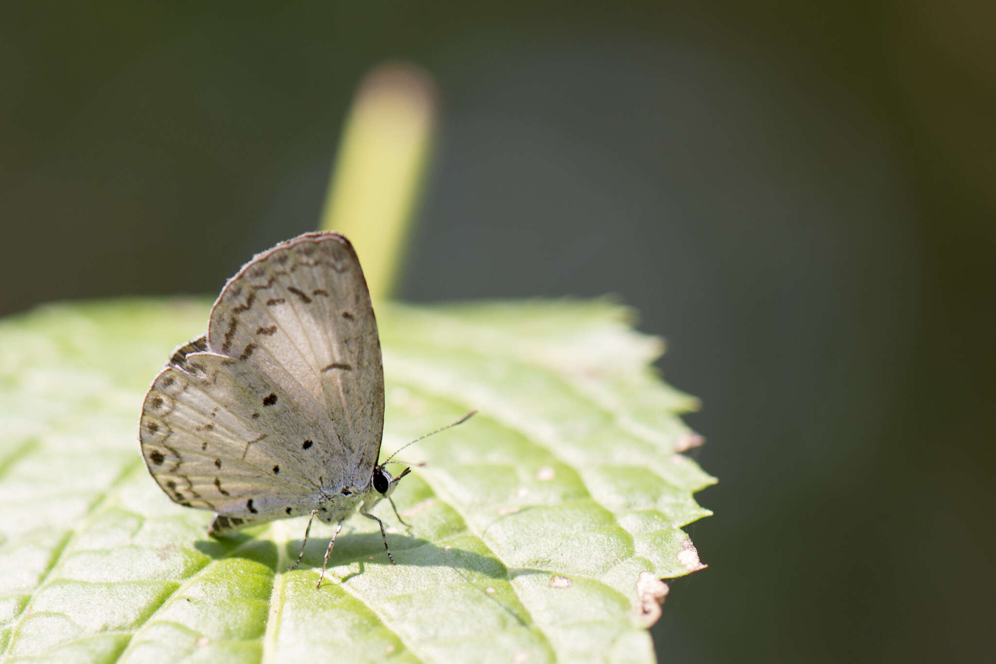 Image of Acytolepis puspa myla (Fruhstorfer 1909)