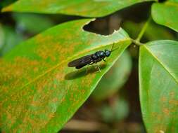 Image of Hermetia inflata (Walker 1858)