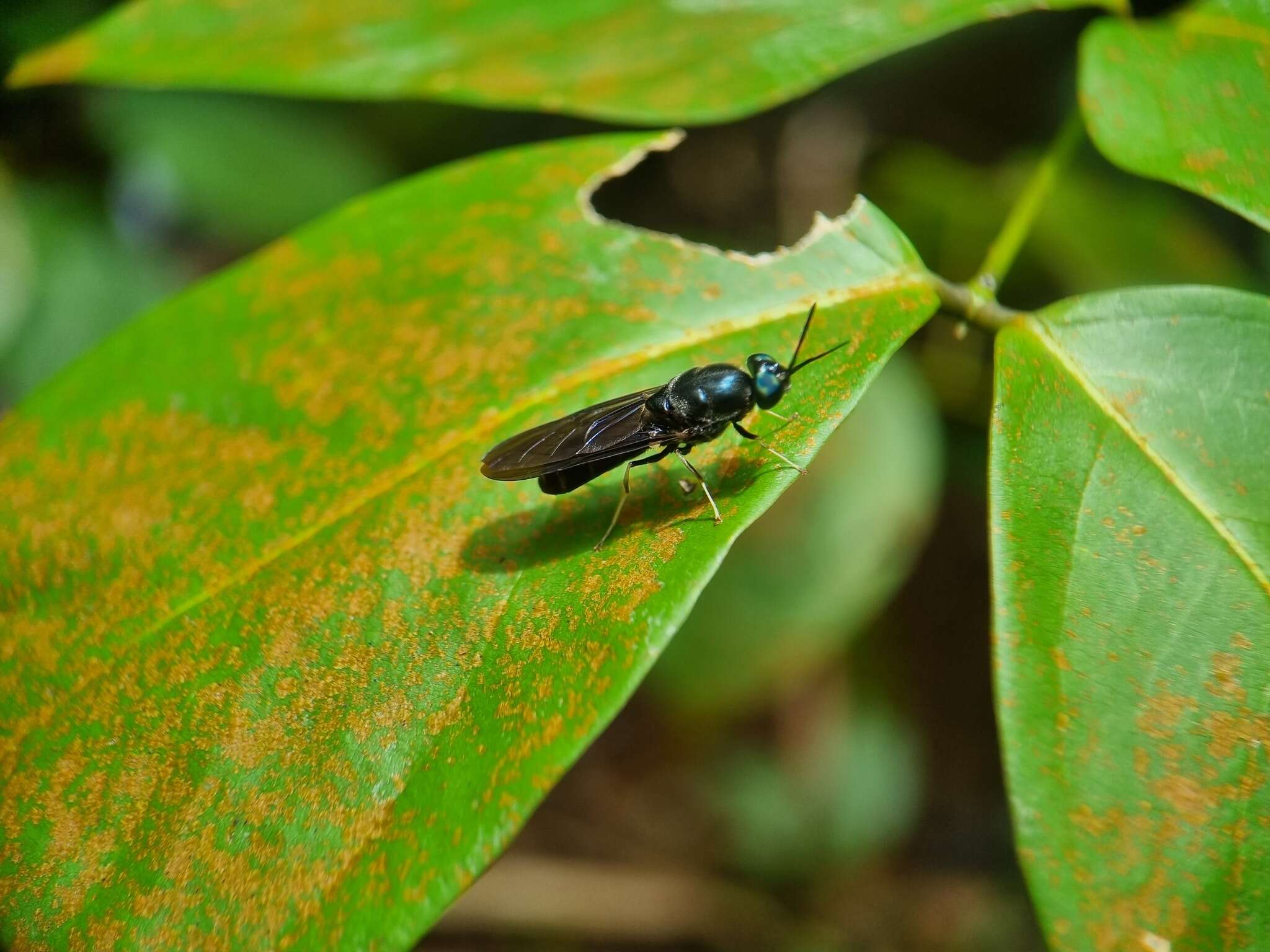 Image of Hermetia inflata (Walker 1858)