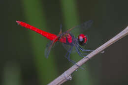 Image de Nannophya pygmaea Rambur 1842