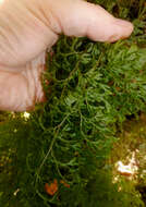 Image de Hymenophyllum pulcherrimum Col.