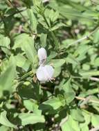 Image of Dicliptera minor subsp. pratis-manna K. Balkwill