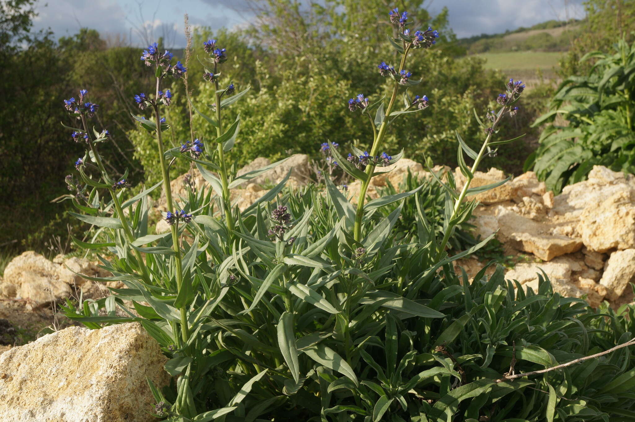 Image of Anchusa leptophylla Roem. & Schult.