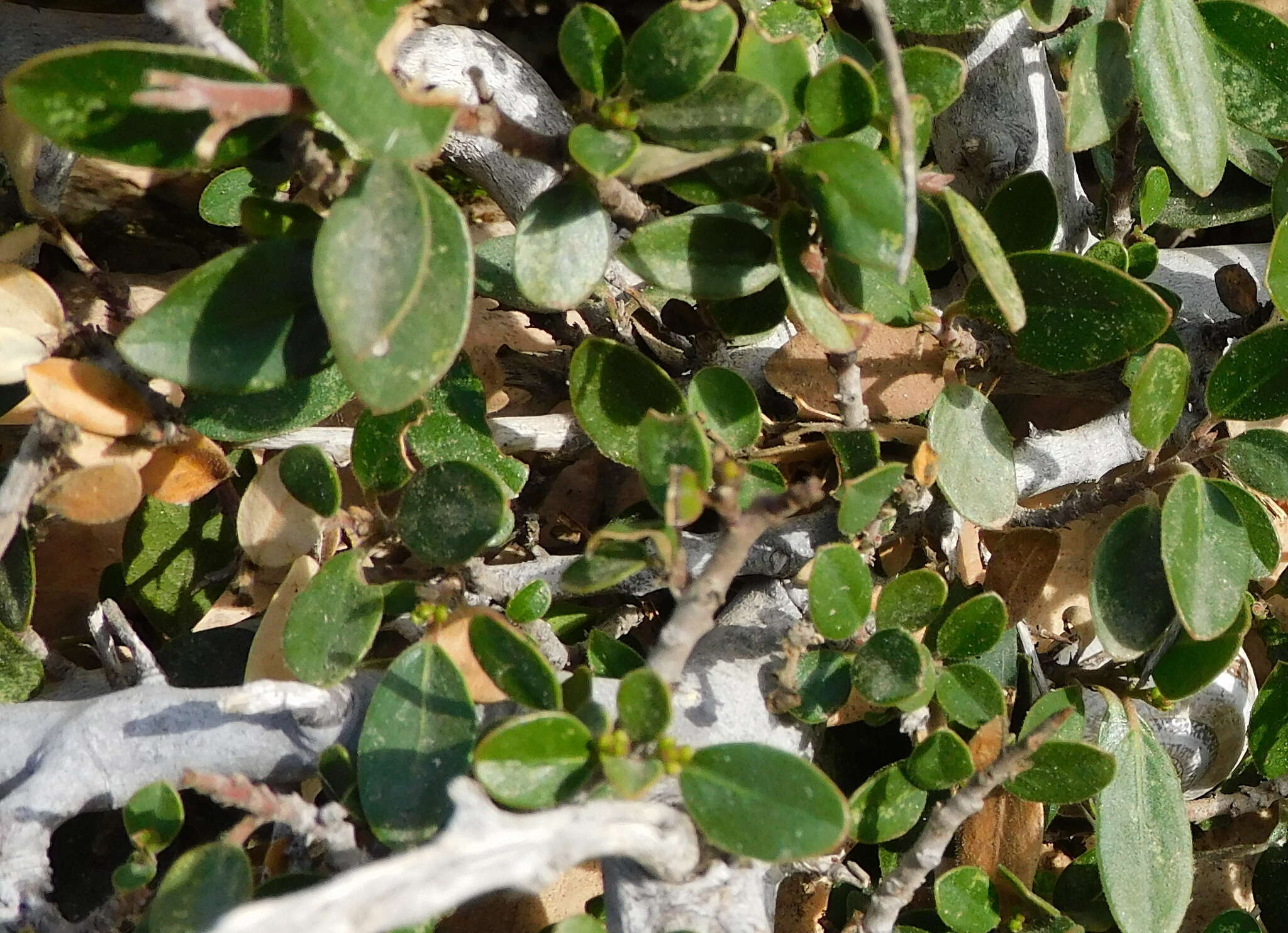 Image of Rhamnus myrtifolia Willk.