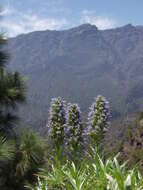 Image of Echium webbii Coincy