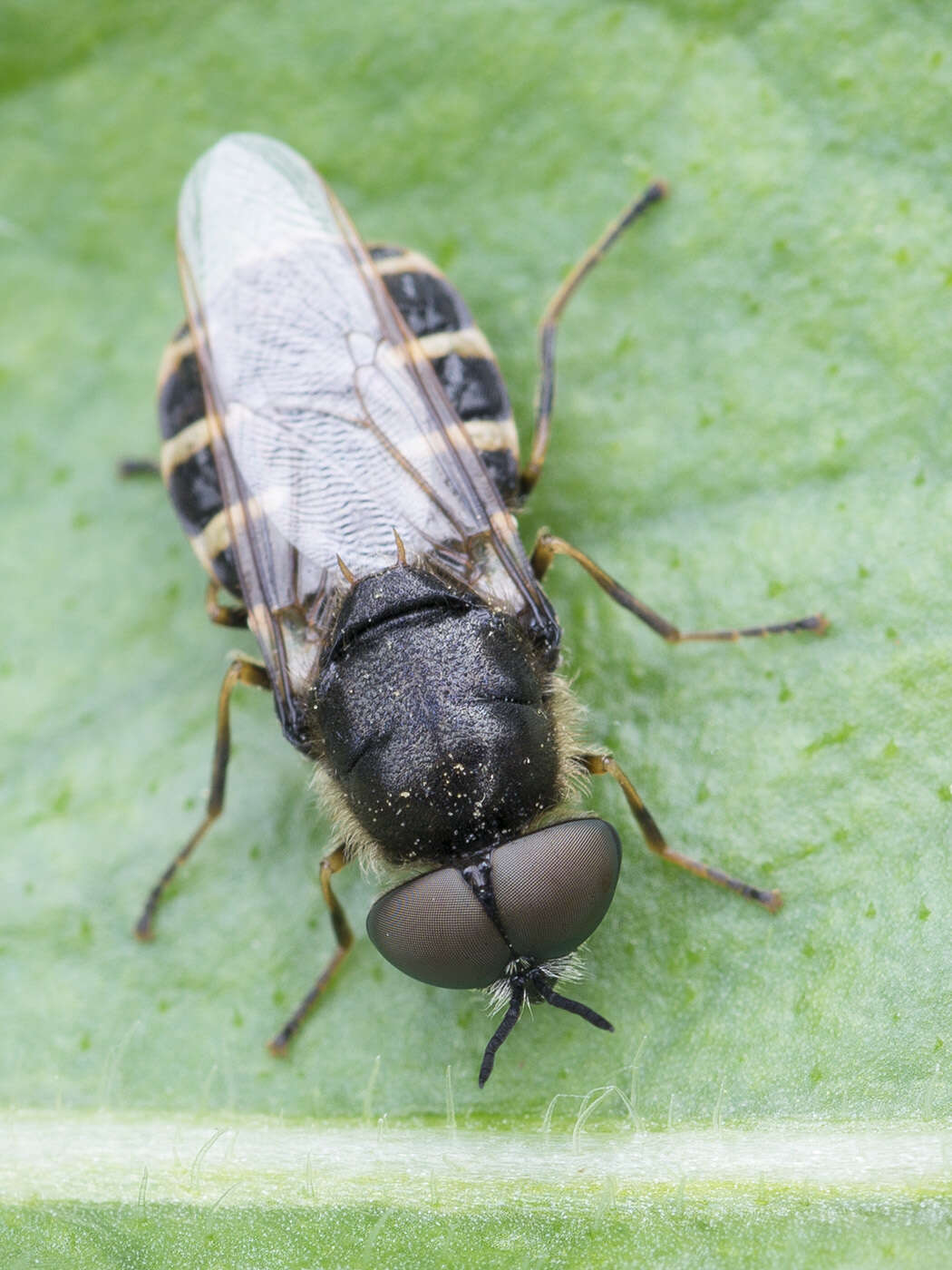 Image de Odontomyia microleon (Linnaeus 1758)