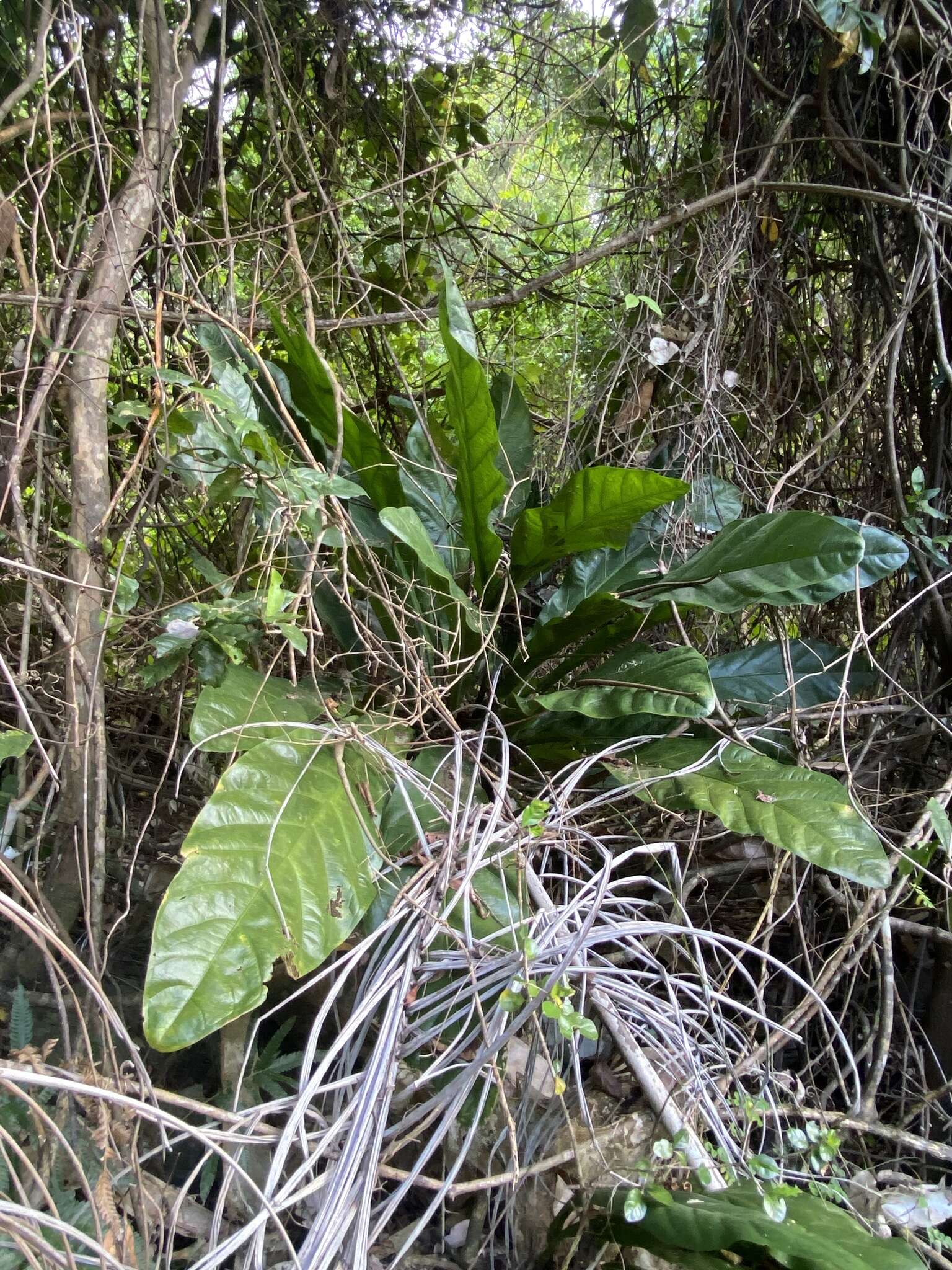 Image of Scalloped Laceleaf