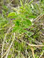 Image of Lathyrus gmelinii Fritsch