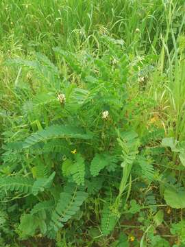 Image of Yellow Milk-vetch