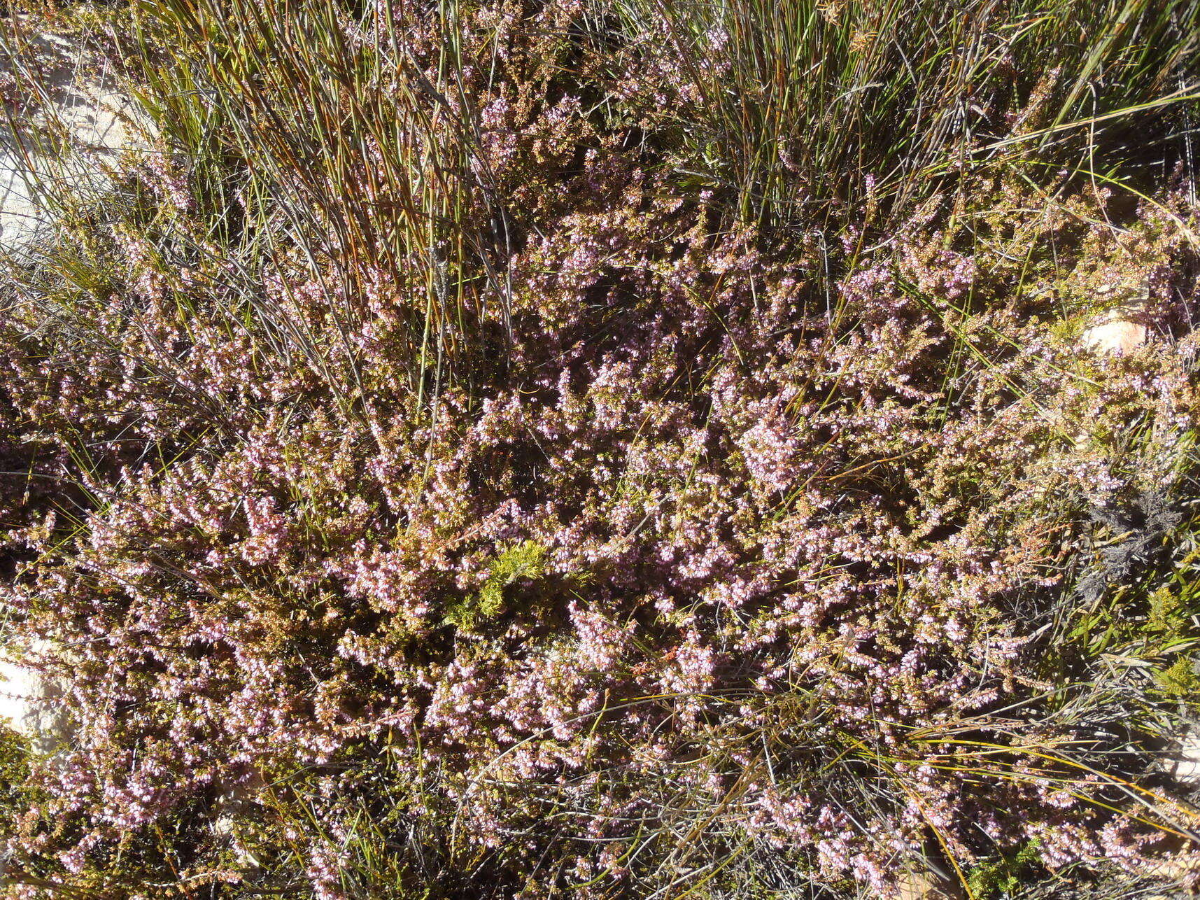 Image of Erica uberiflora E. G. H. Oliver