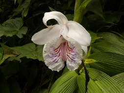 Image of Sobralia pulcherrima Garay