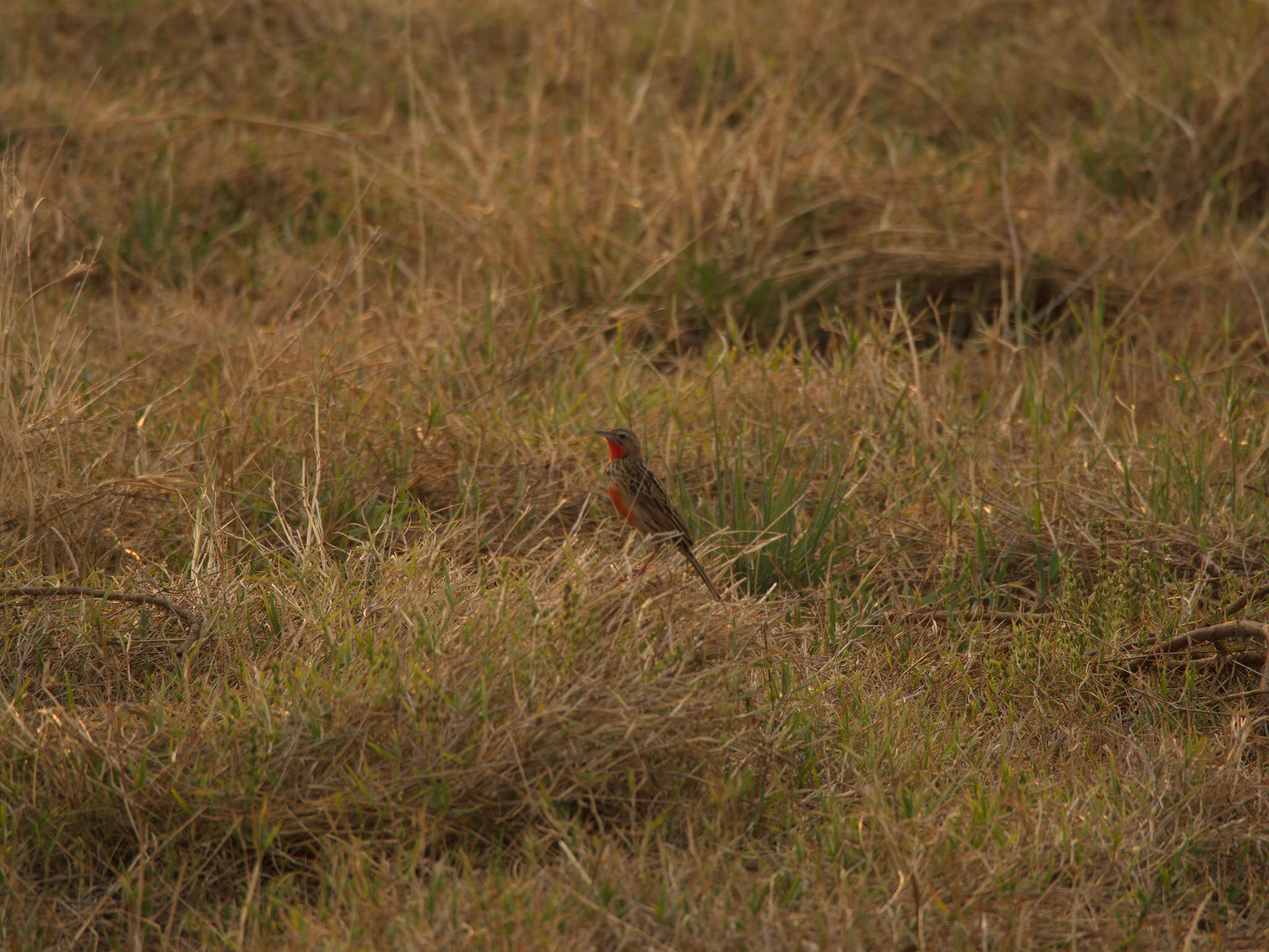 Image of Rosy-breasted Longclaw
