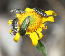 Image of Acmaeodera resplendens Van Dyke 1937