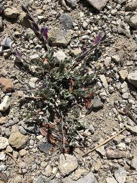 Image of Jaeger's beardtongue