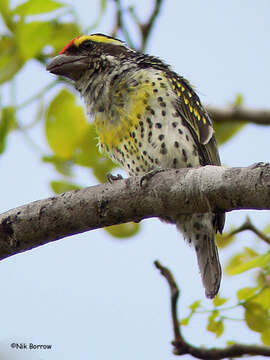 Image of Miombo Barbet