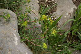 Image of Euphorbia flavicoma DC.