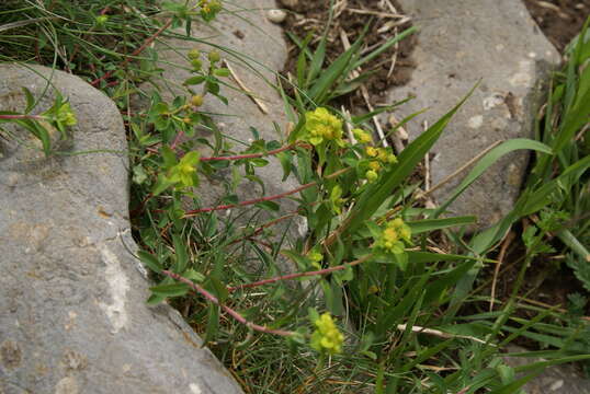 Image of Euphorbia flavicoma DC.