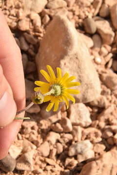 Plancia ëd Senecio glaucus L.