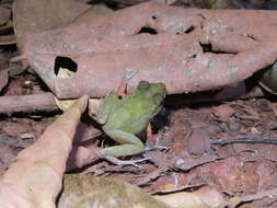 Image of Pristimantis zeuctotylus (Lynch & Hoogmoed 1977)