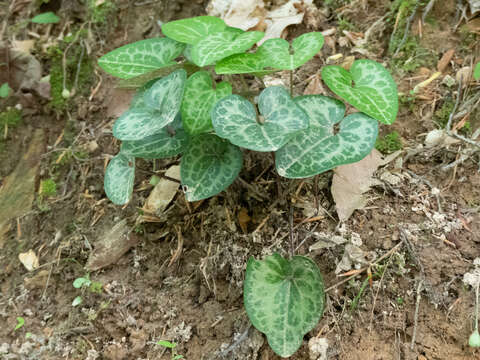 Image of little heartleaf