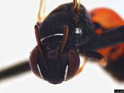 Image of Hylaeus littleri (Cockerell 1918)