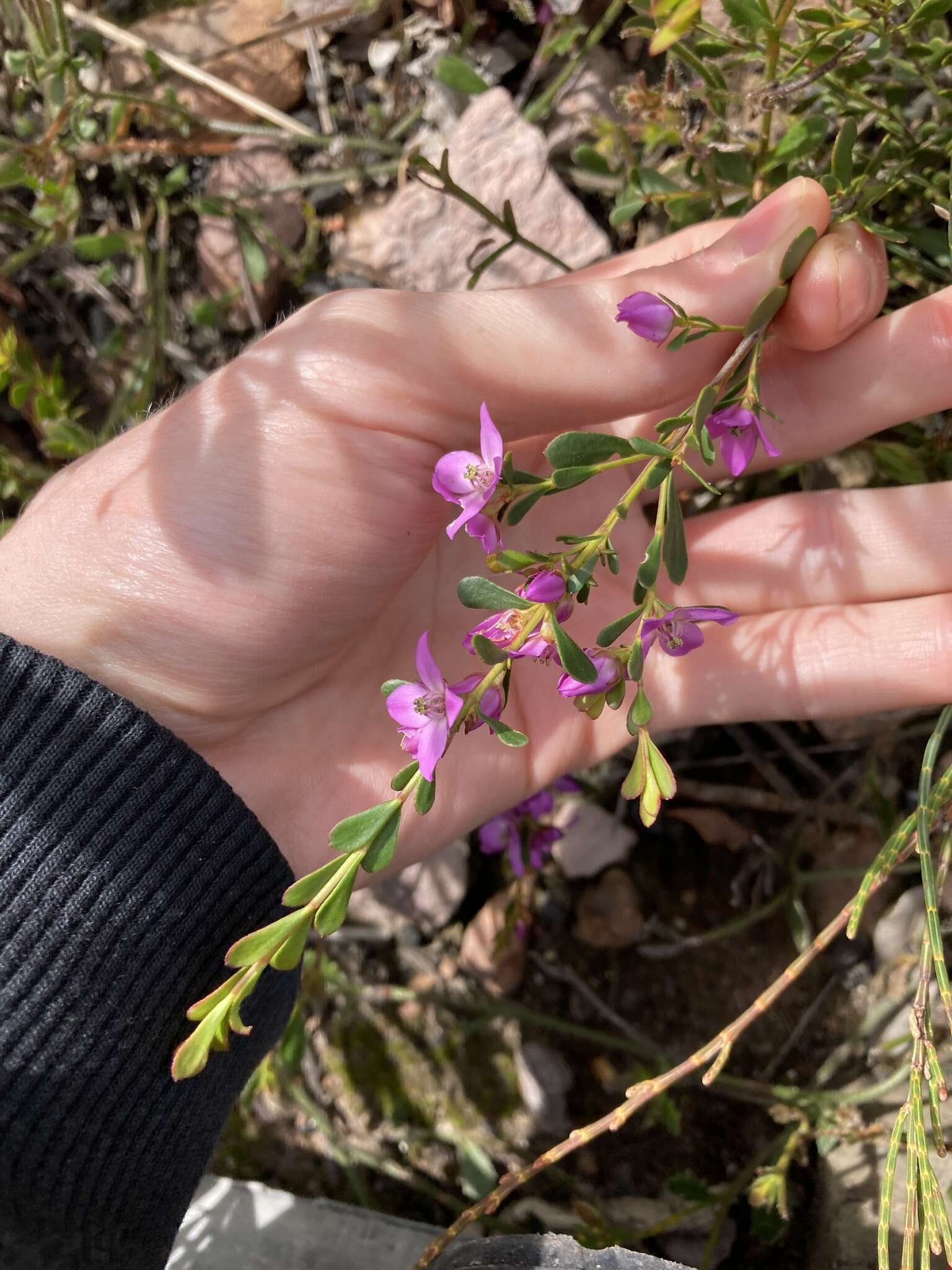 Image of Boronia crenulata Sm.