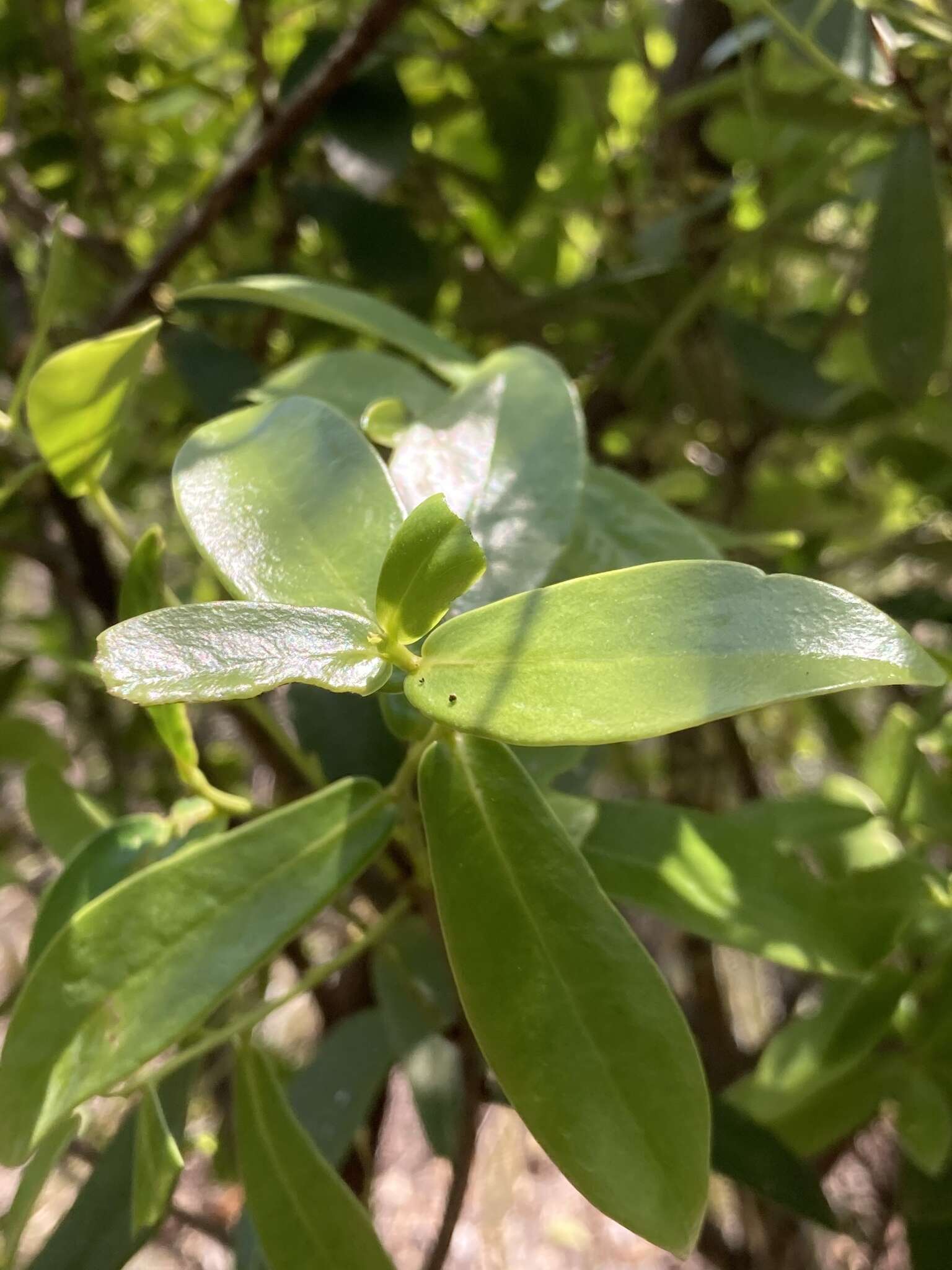 Image of Daphnopsis racemosa Griseb.