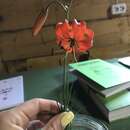 Слика од Lilium pumilum Redouté