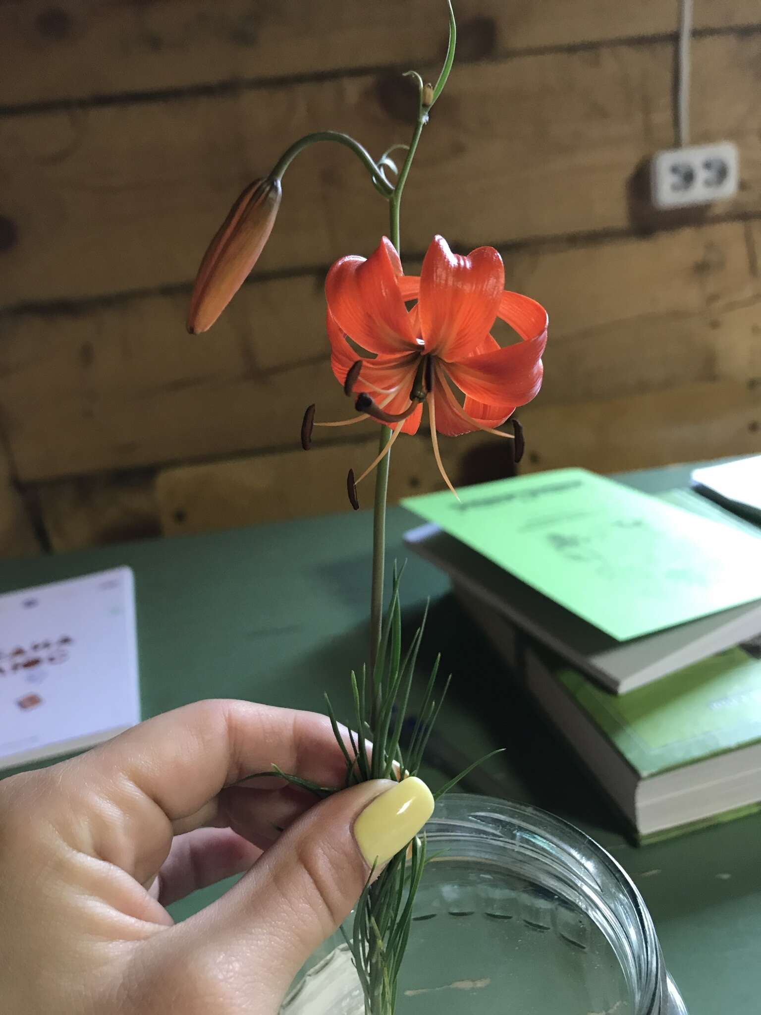 Image of Coral Lily