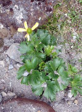 Image of Ranunculus nivicolus Hook.