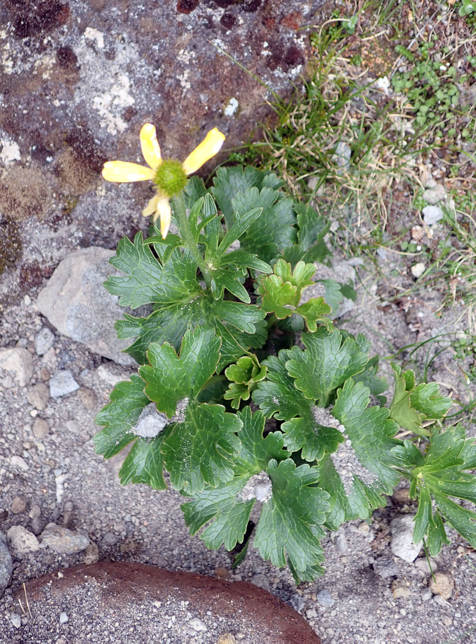 Image of Ranunculus nivicolus Hook.