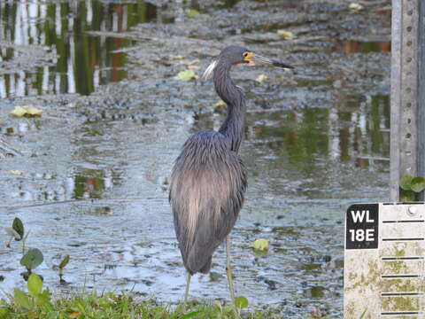 Image de Egretta tricolor ruficollis Gosse 1847