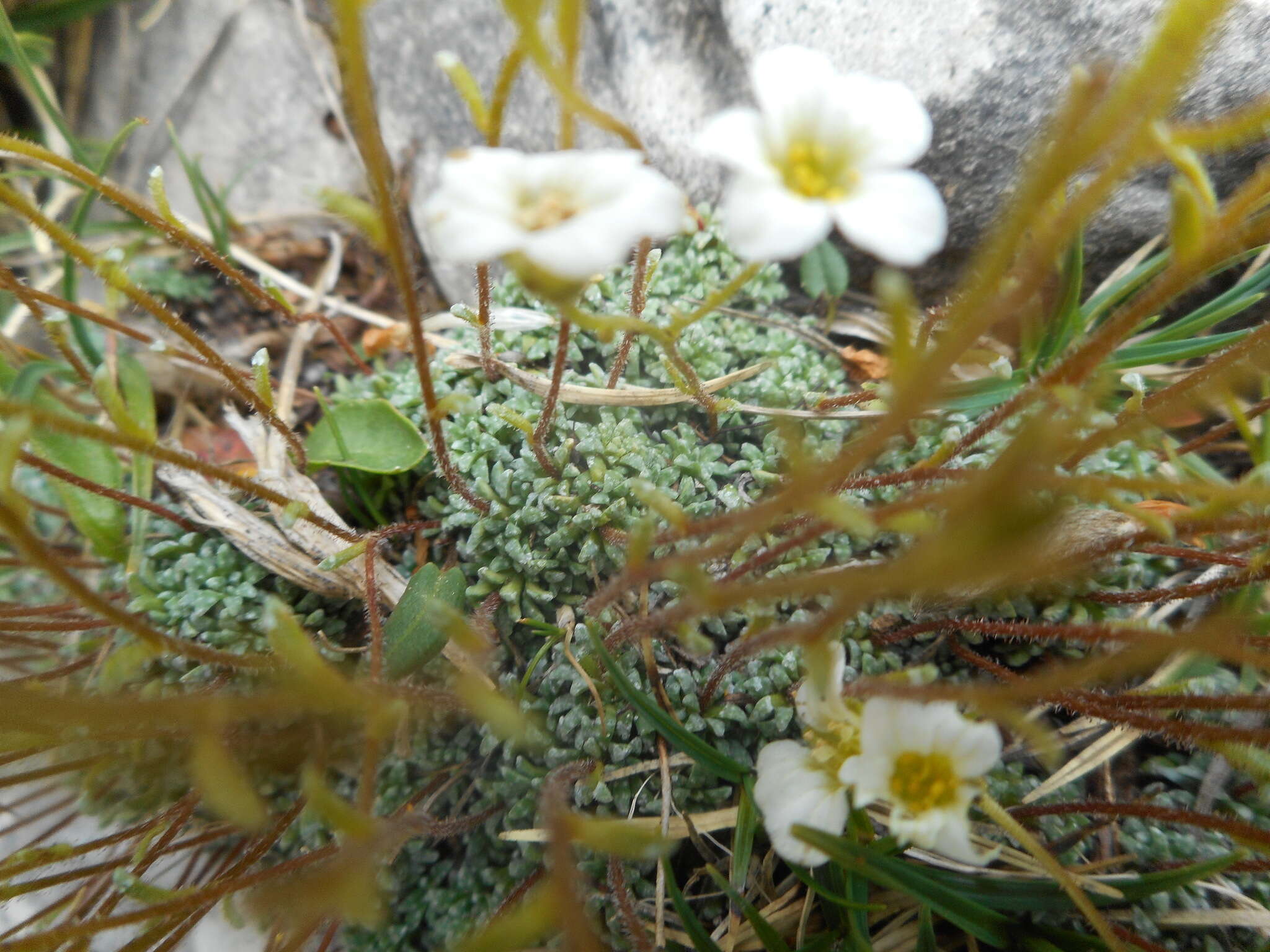 Слика од Saxifraga caesia L.