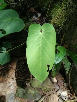 Anthurium ravenii Croat & R. A. Baker resmi