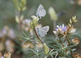 Image of <i>Icaricia icarioides evius</i>