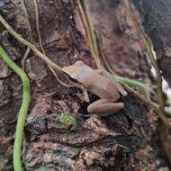 Image of Paraiba Robber Frog