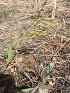 Imagem de Bromus tectorum L.