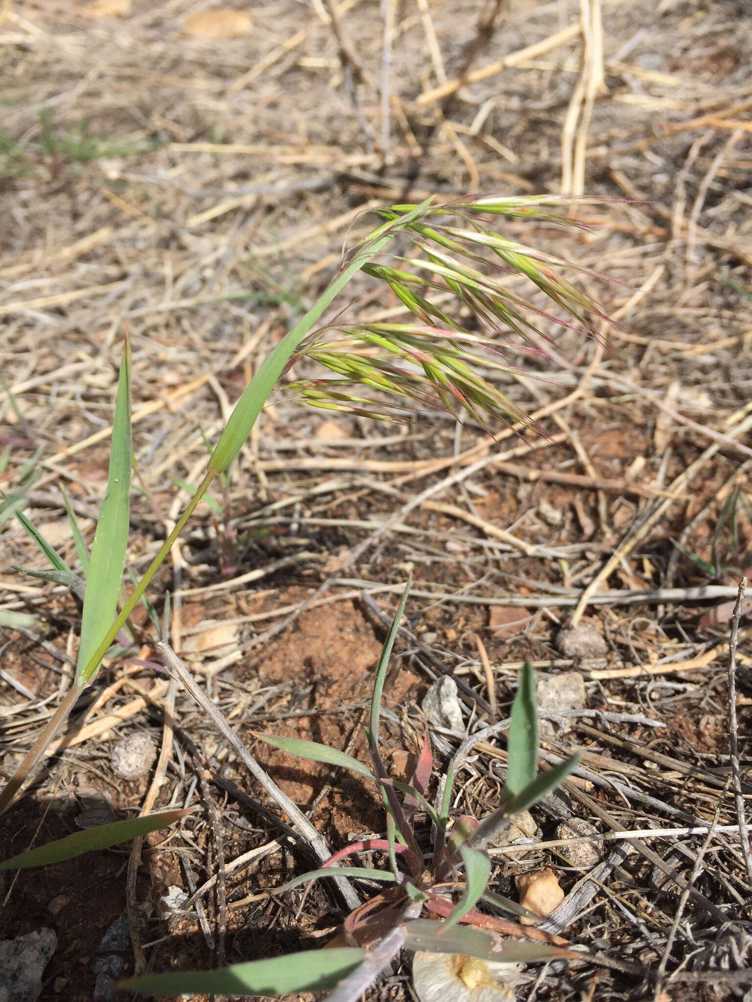 Image of Drooping Brome