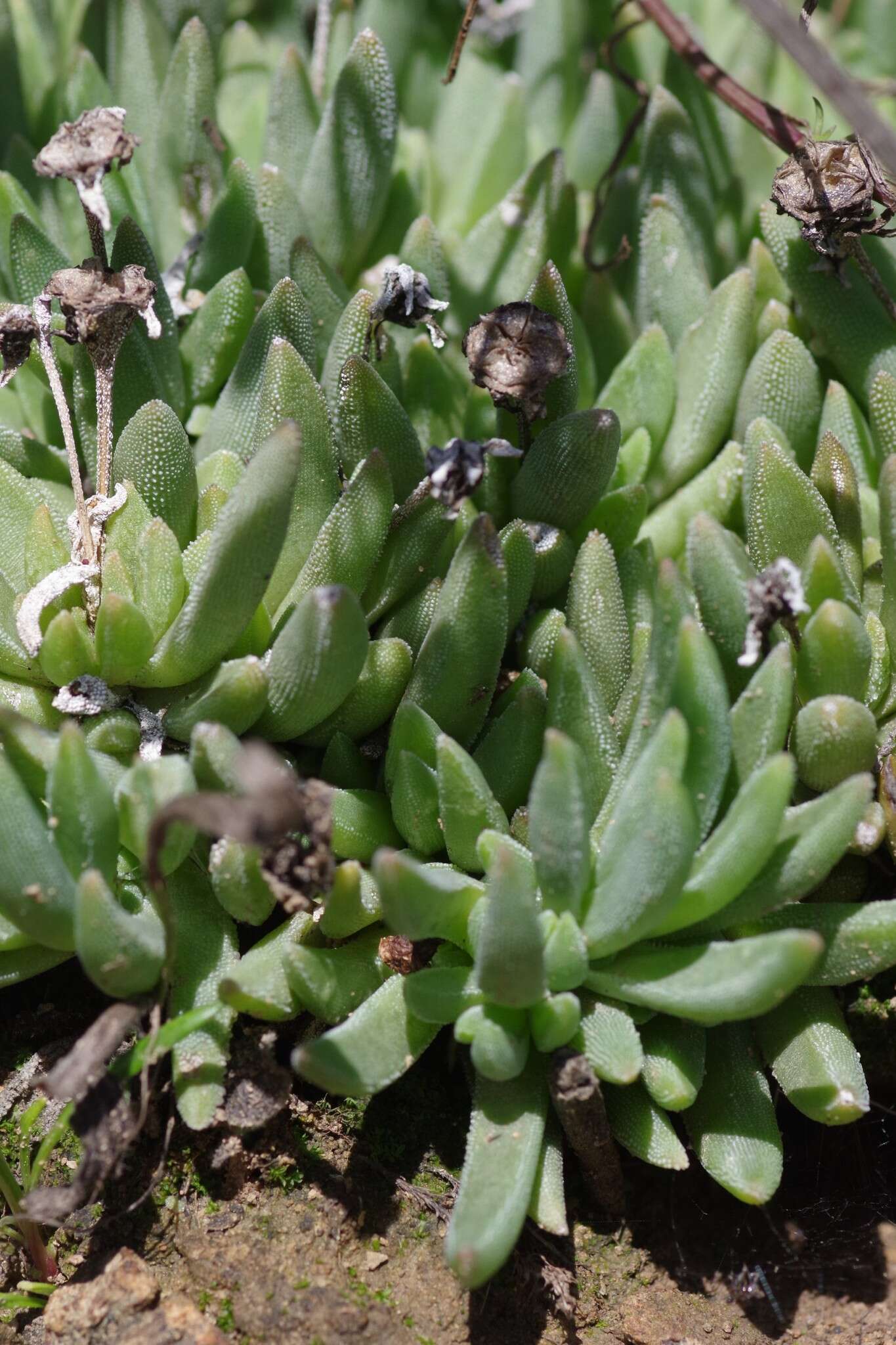 Delosperma dyeri L. Bol. resmi