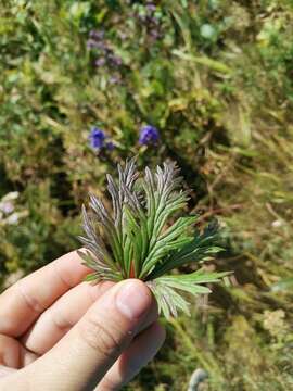 Image of Manchurian monkshood