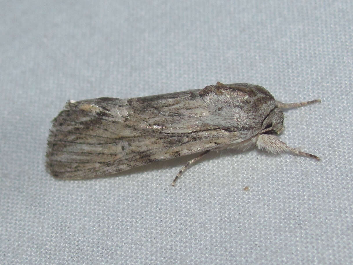 Image of Gray-streaked Armywom Moth